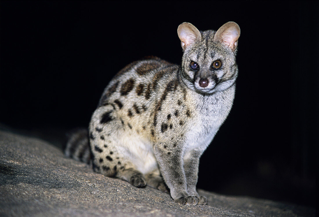 Large-spotted genet