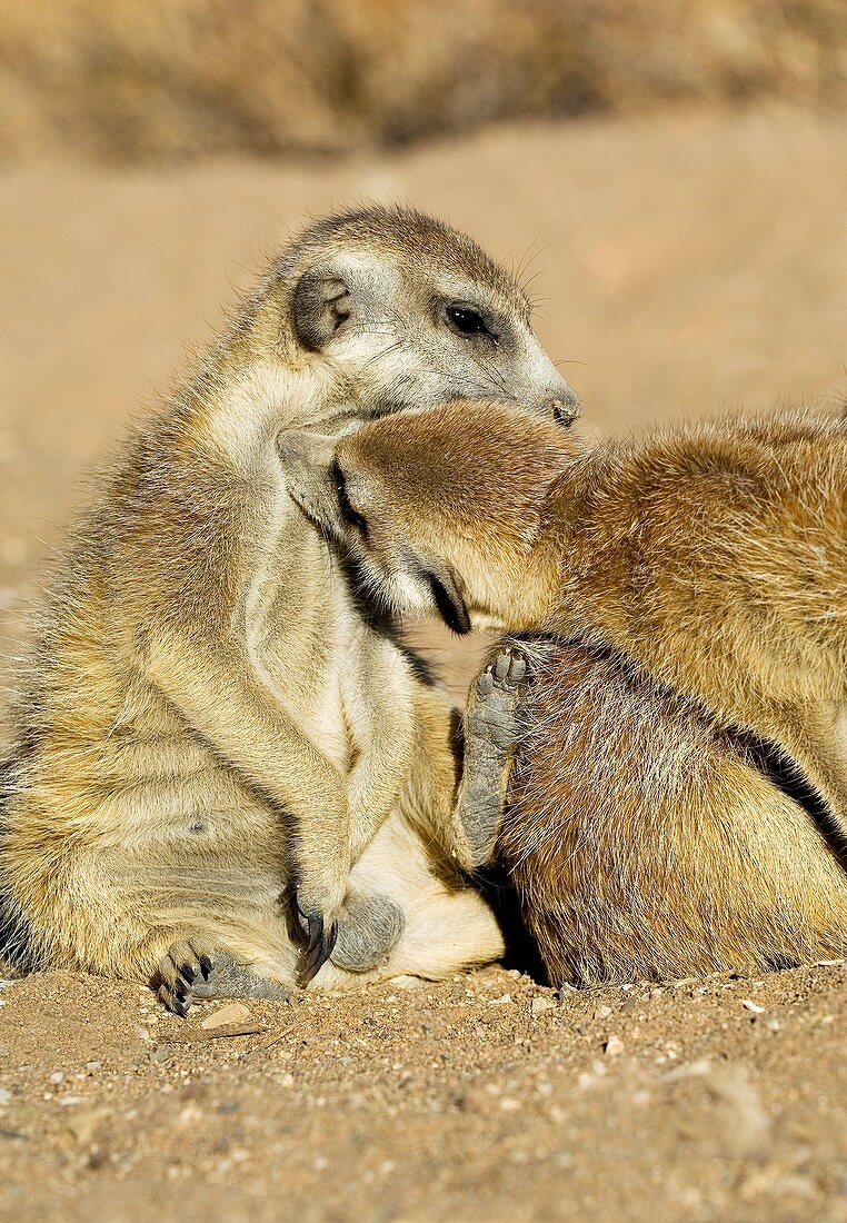 Meerkats grooming