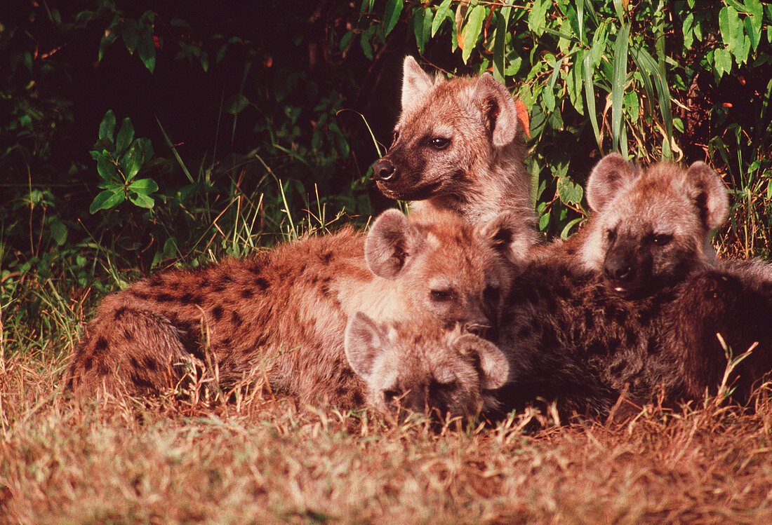 Spotted hyenas