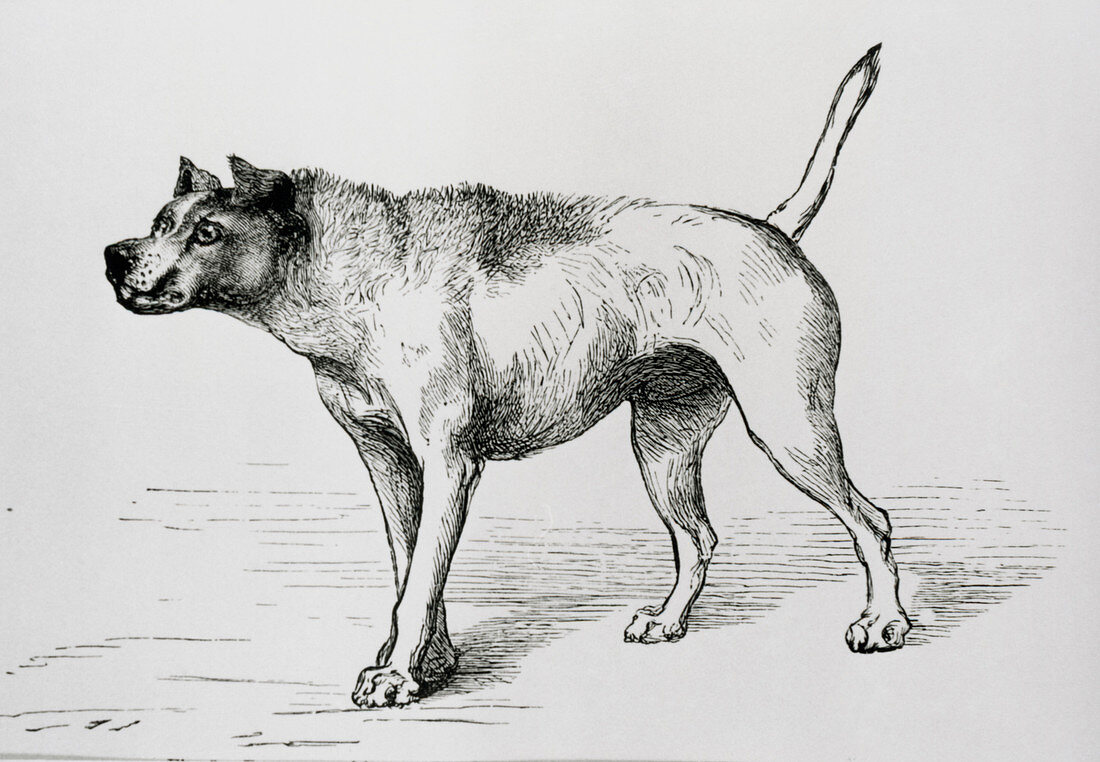 Engraving of an aggressive dog