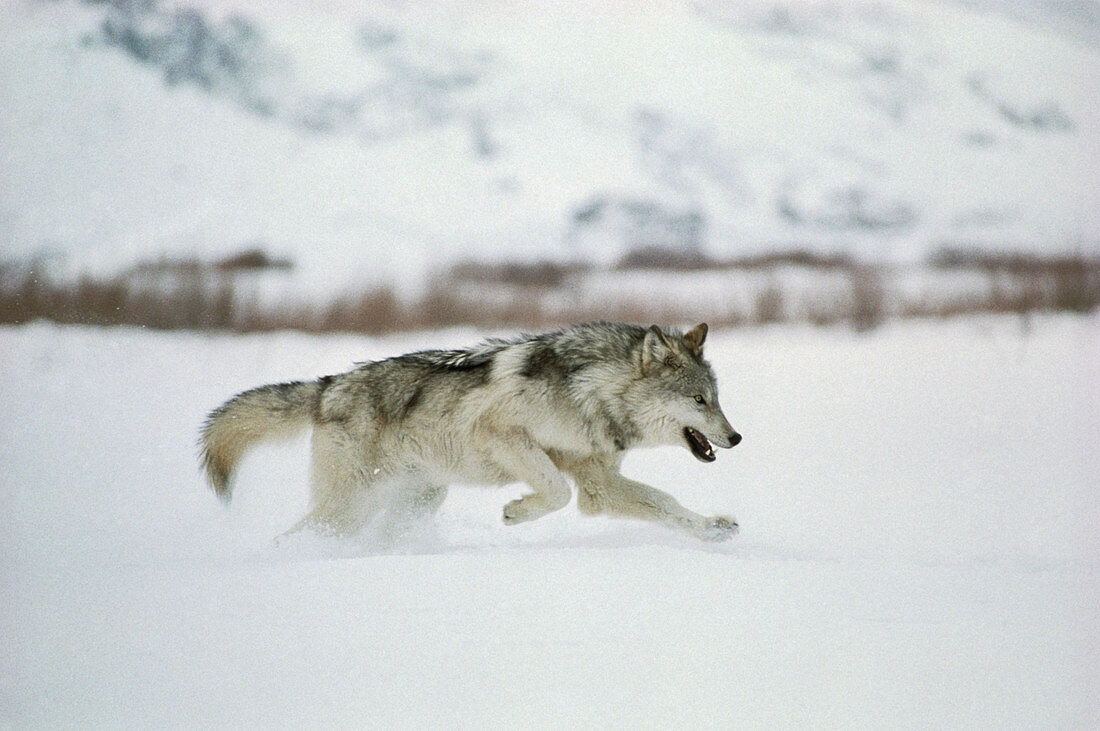 Grey wolf running