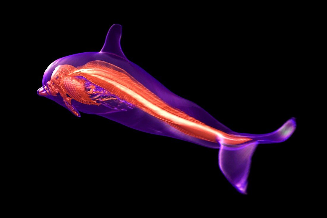 Dolphin skeleton,3D MRI scan