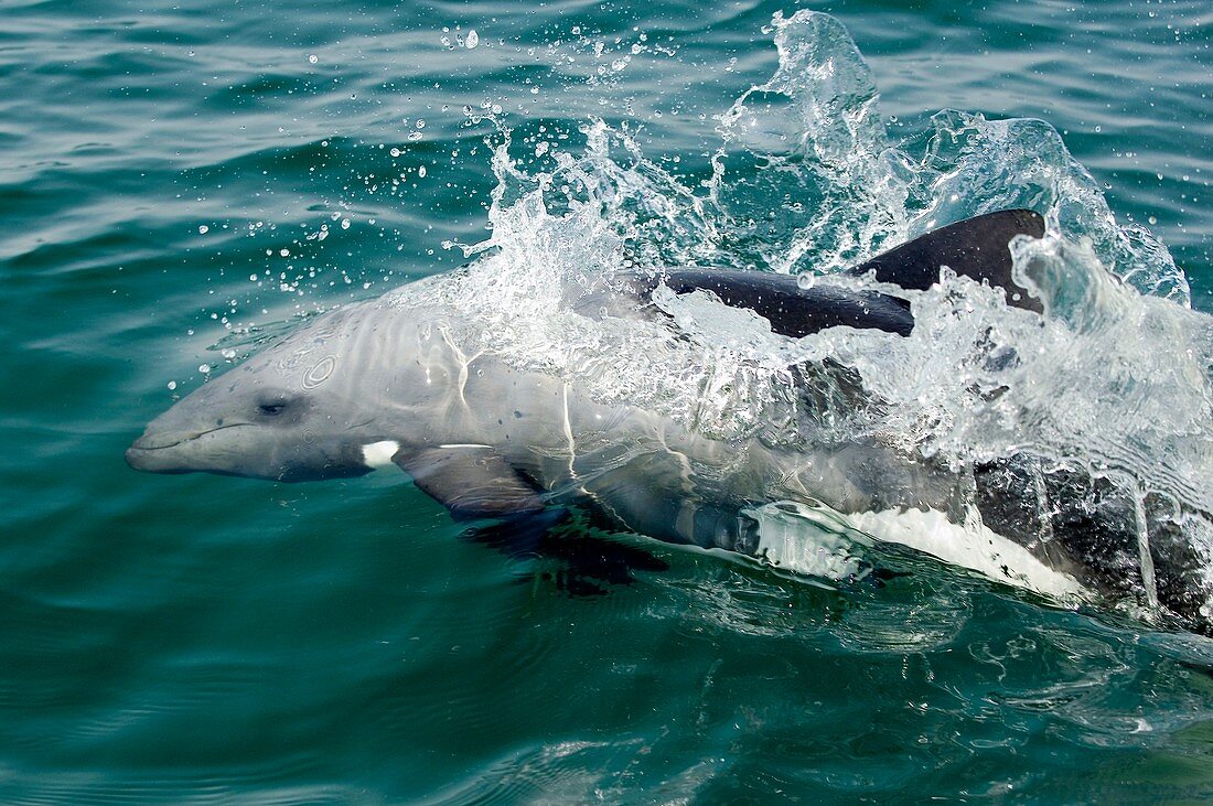 Heaviside dolphin