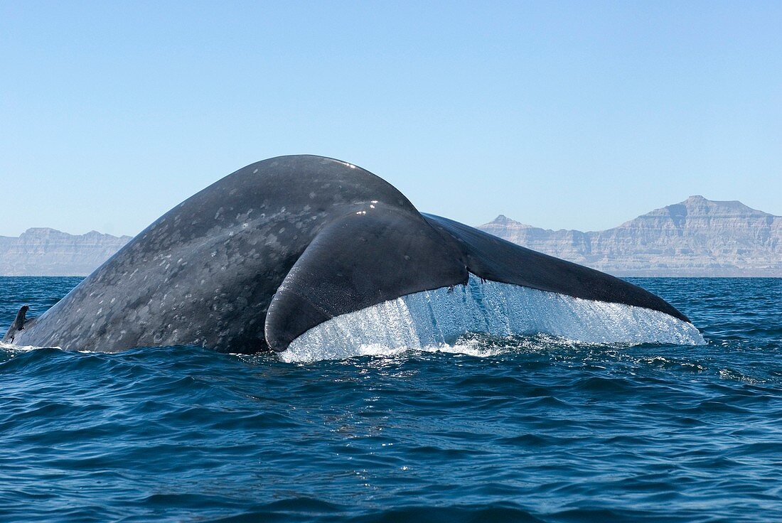 Blue whale