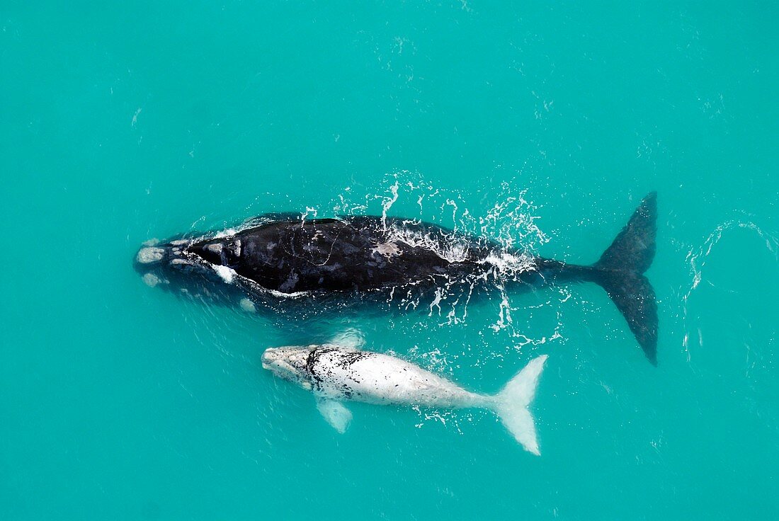 Southern right whale mother and calf