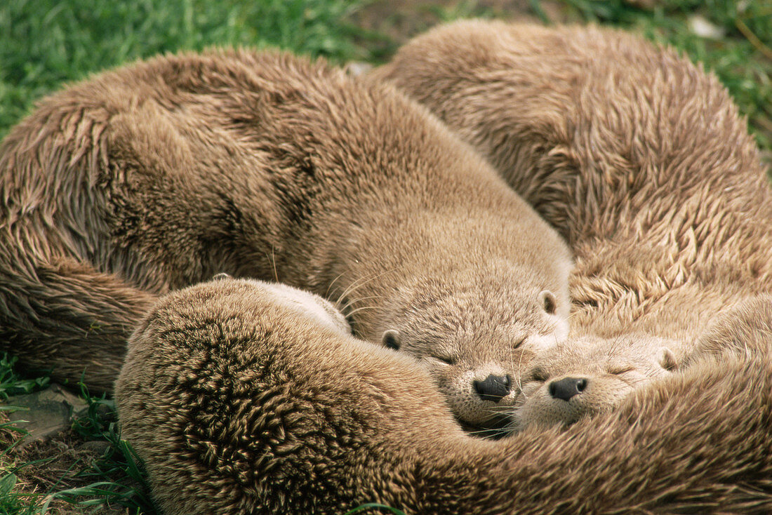 Sleeping otters