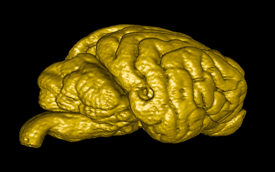 Wolf brain,3D MRI scan