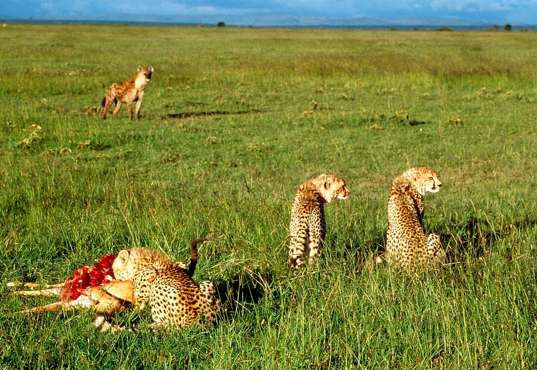 Cheetah (Acinonyx jubatus) feeding on a kill