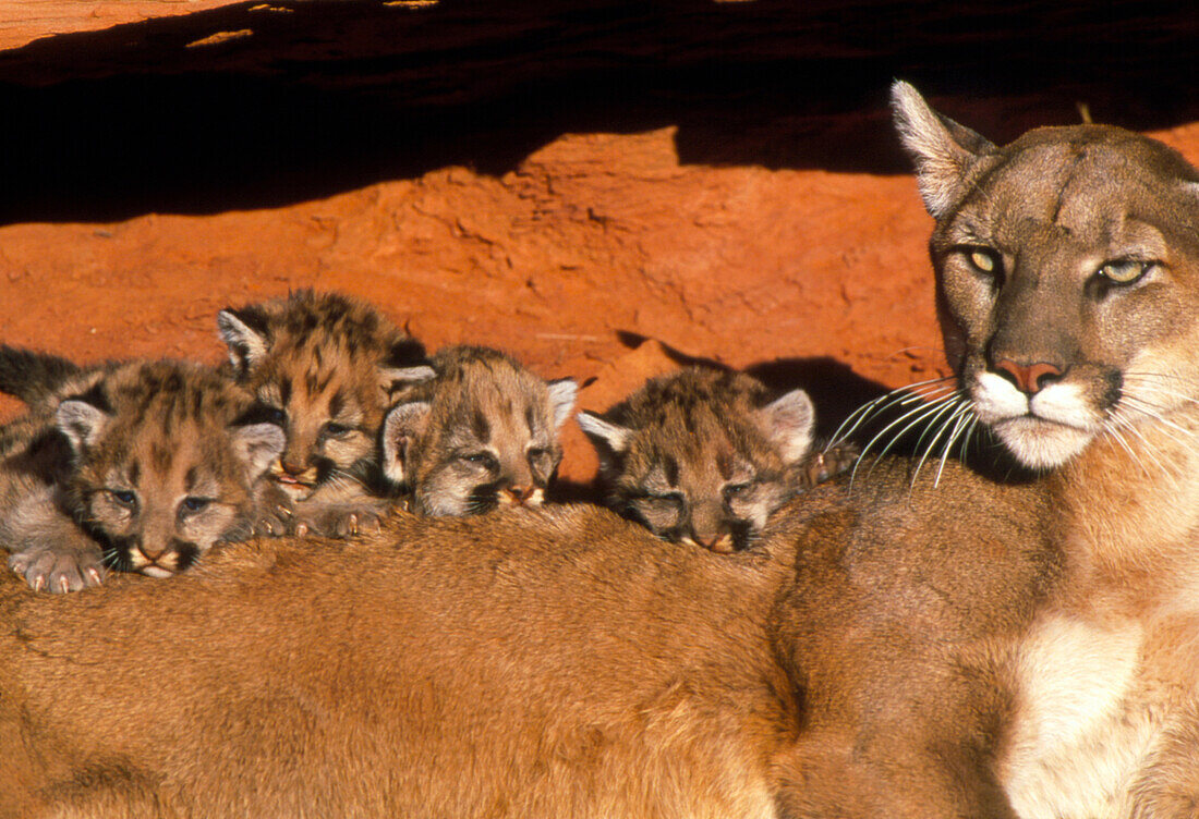View of a female mountain lion with her kittens