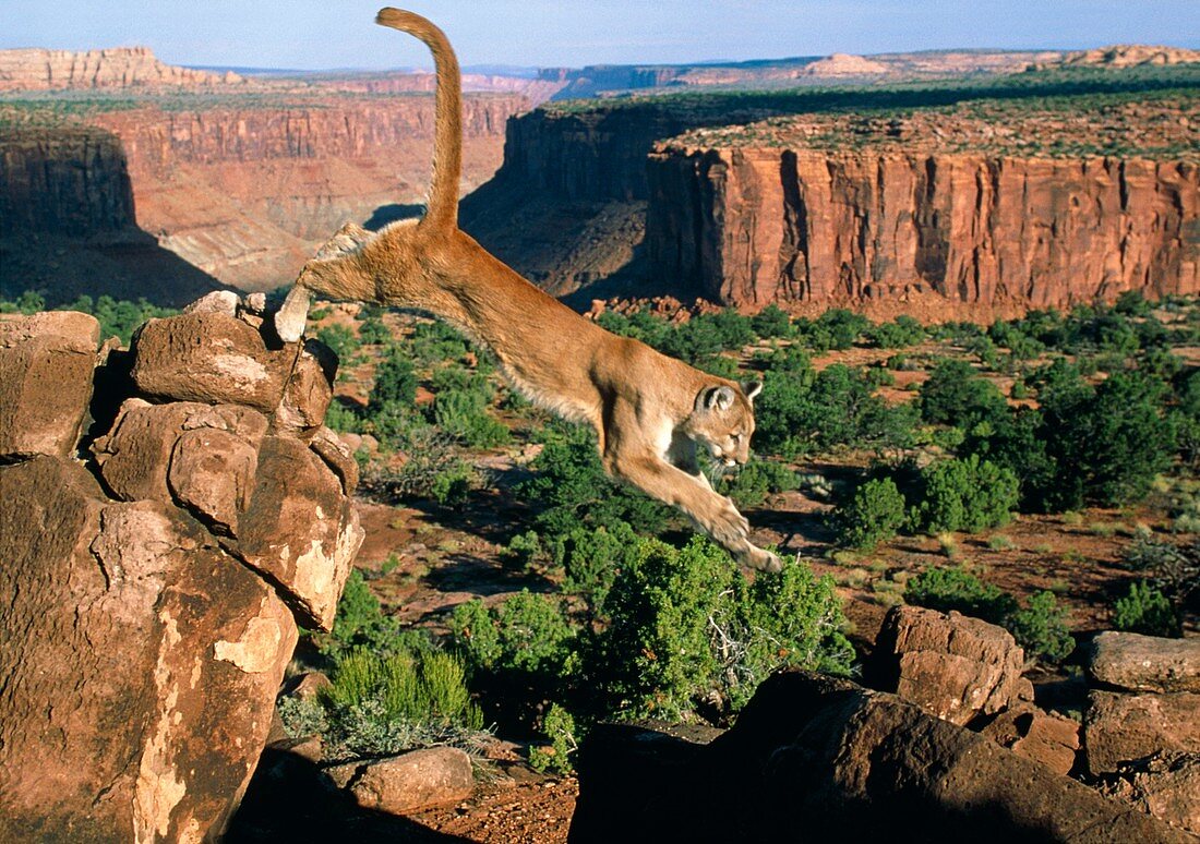 View of mountain lion leaping in a redrock canyon