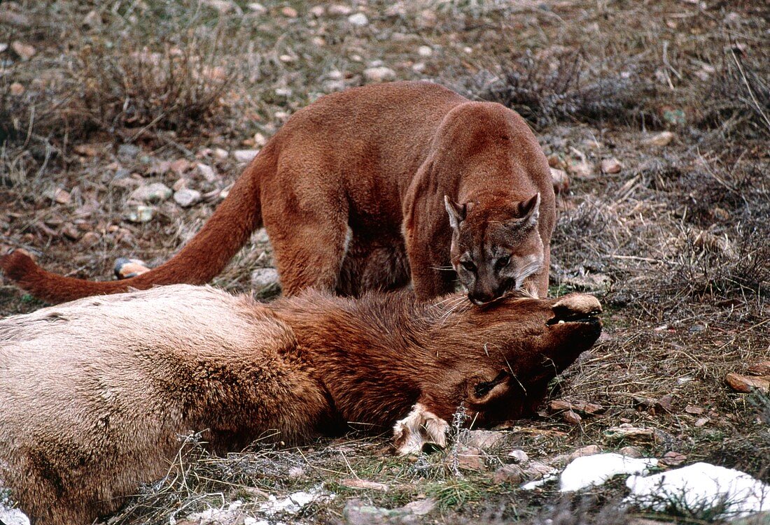 Mountain lion with a kill