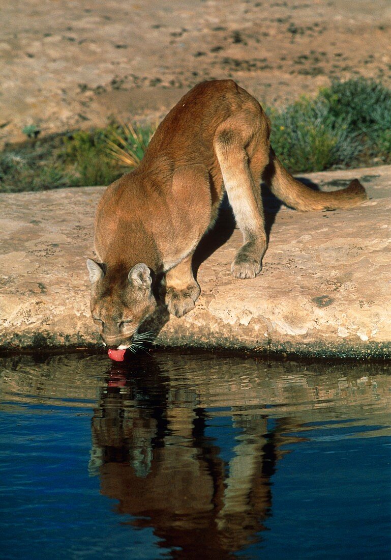 Mountain lion drinking from a rainwater pool