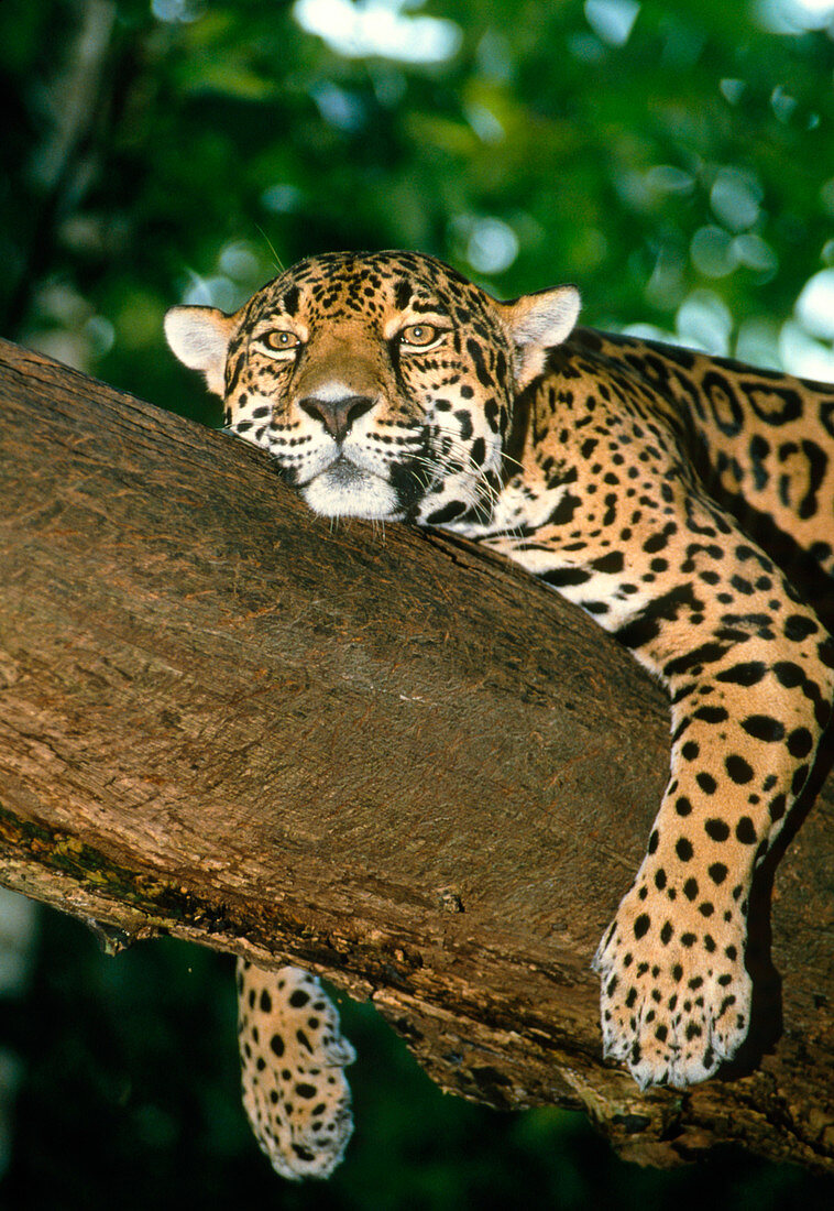 Jaguar resting in a tree