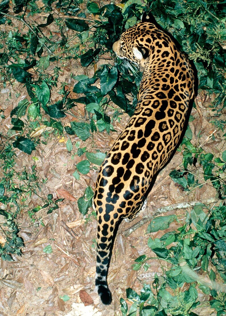 View of a jaguar (Panthera onca) on the prowl