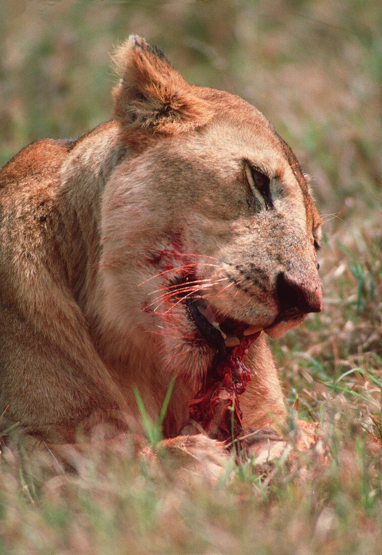 Lioness feeding