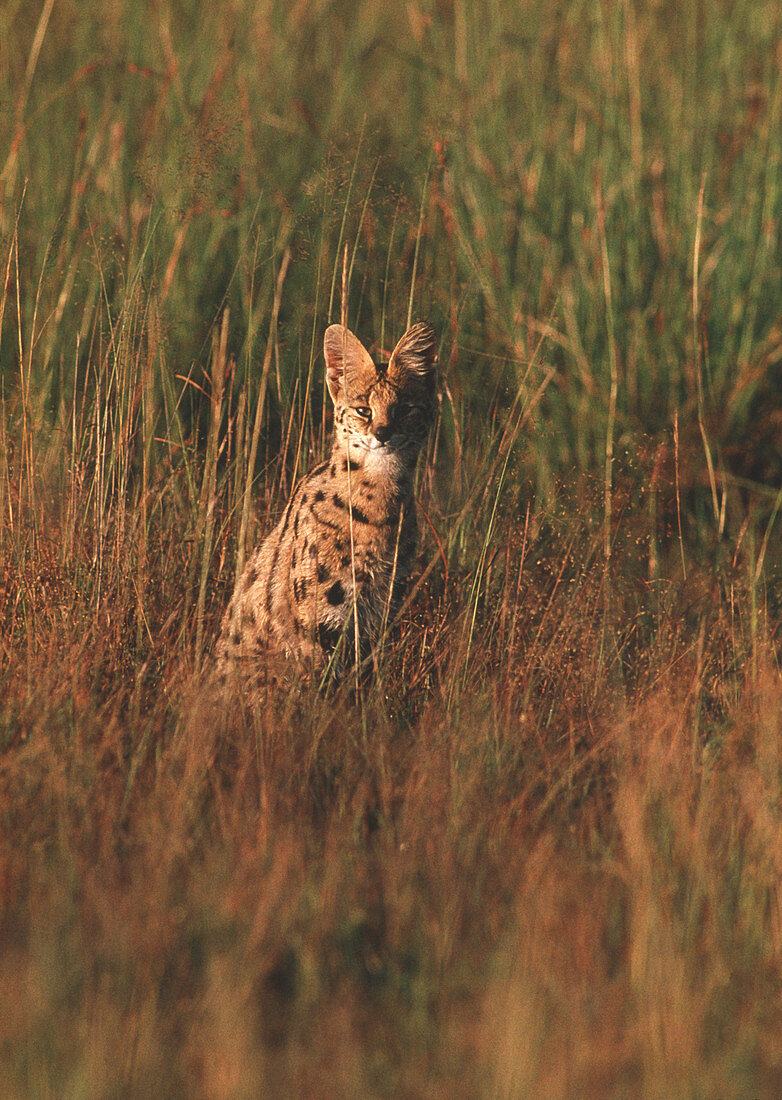 Serval