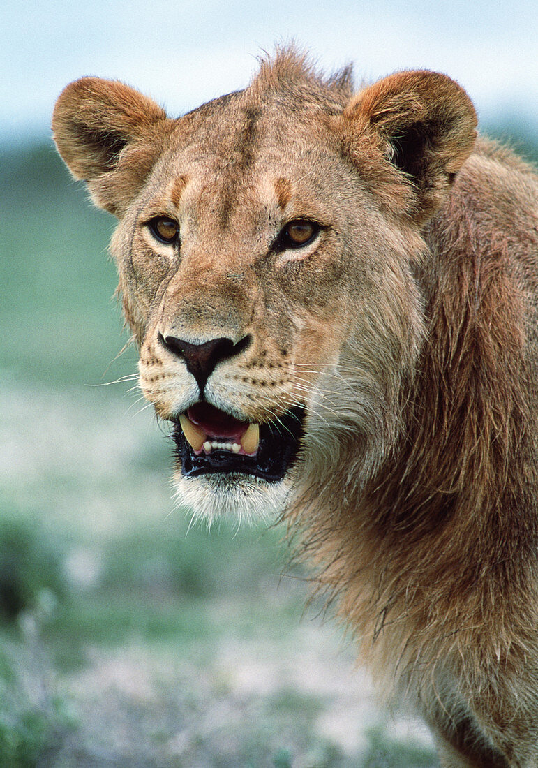 Juvenile male lion