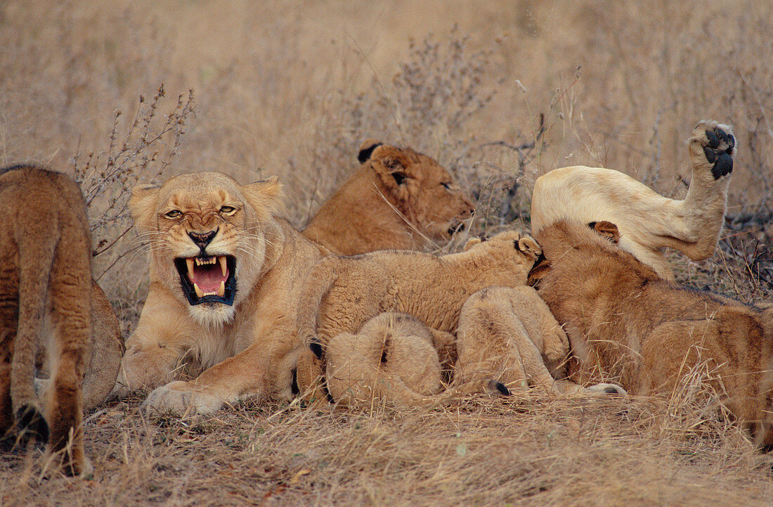 Lioness suckling cubs