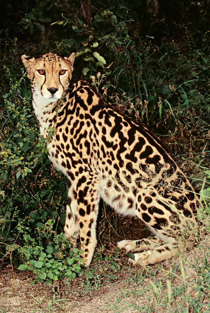 King cheetah