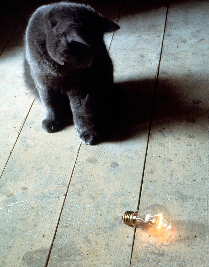 Domestic cat and light bulb