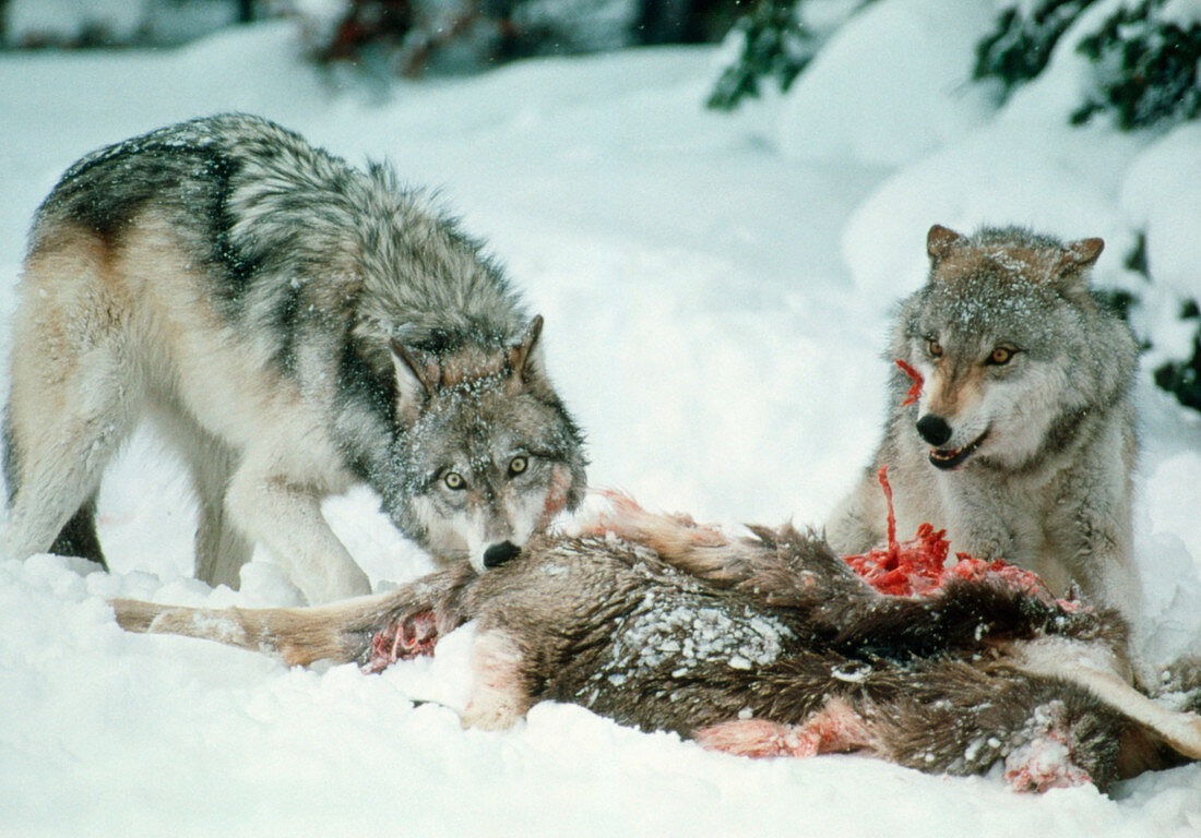 Grey wolves with a kill