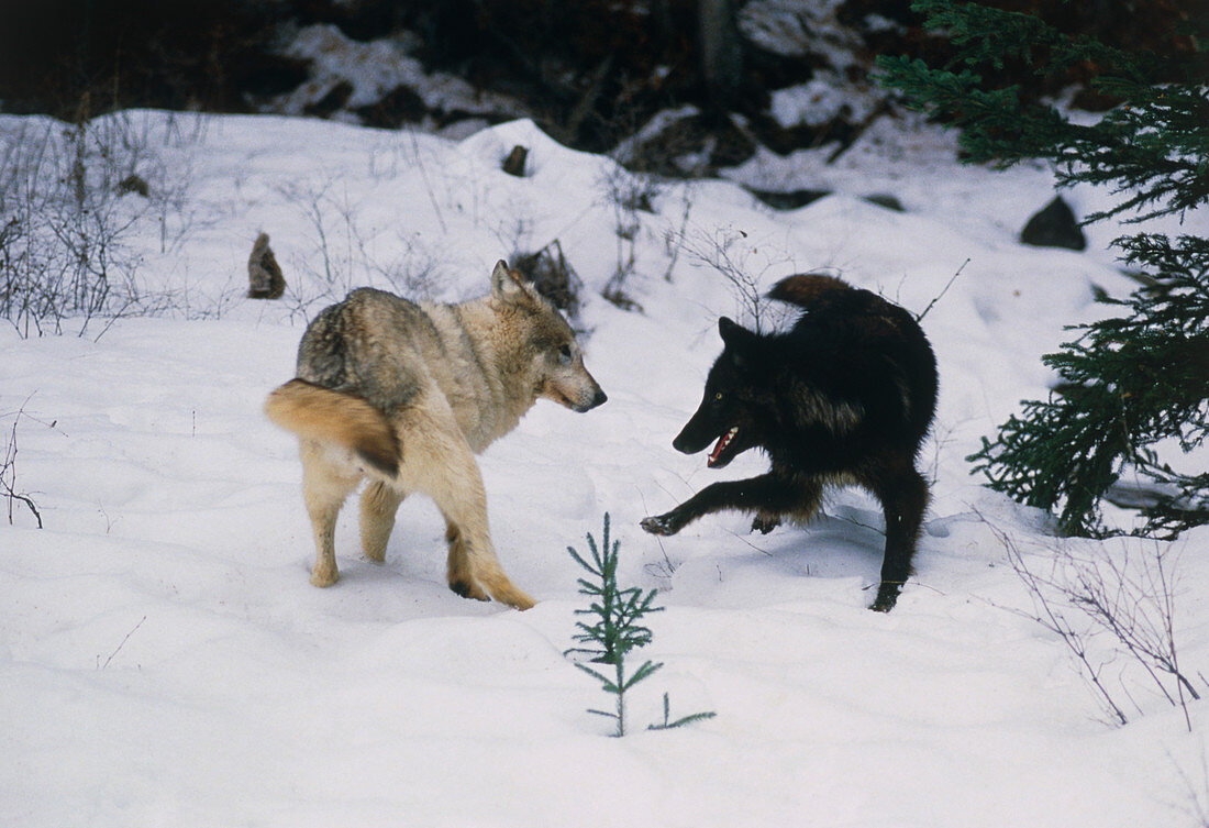 Grey wolves playing