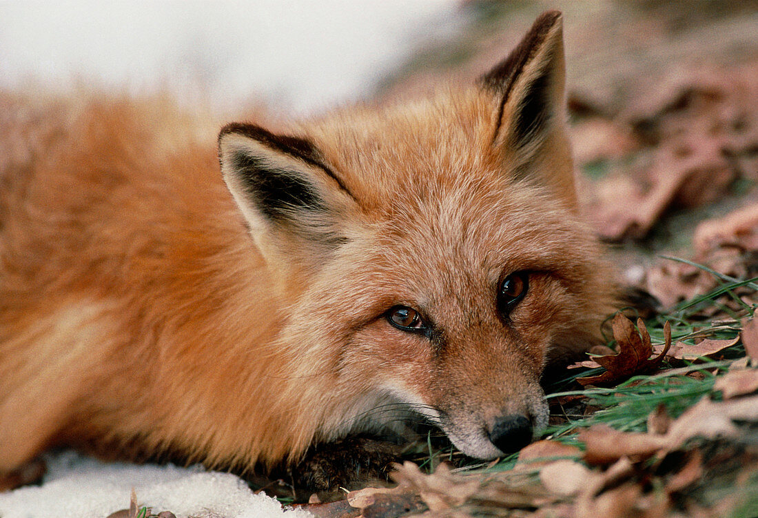 Head of a western red fox,Vulpes vulpes macroura