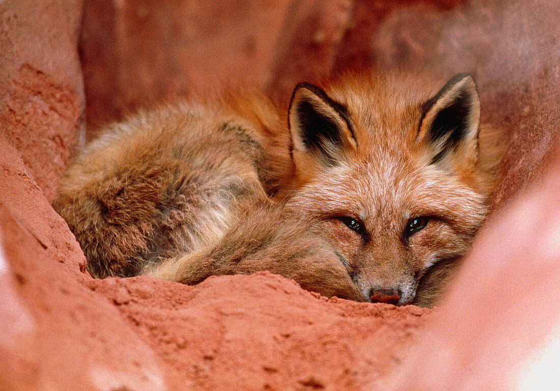Western red fox,Vulpes vulpes macroura,at rest