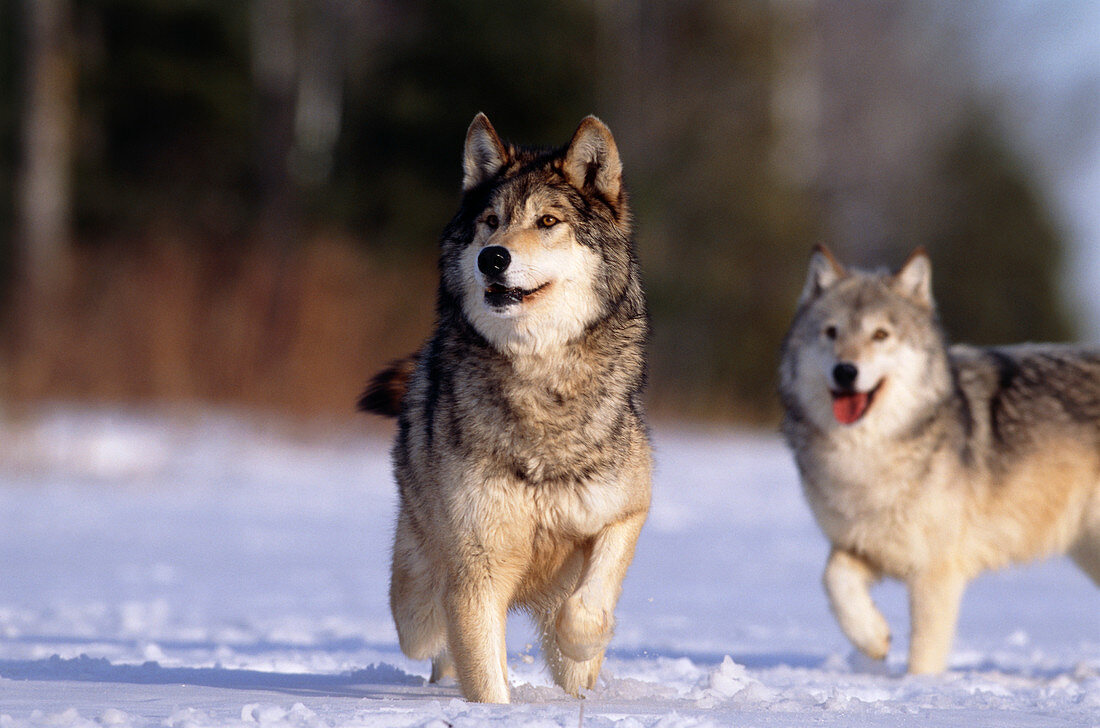 Grey wolves in snow