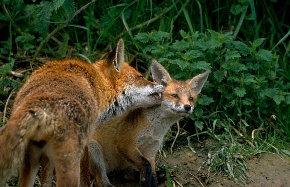 Red fox with cub