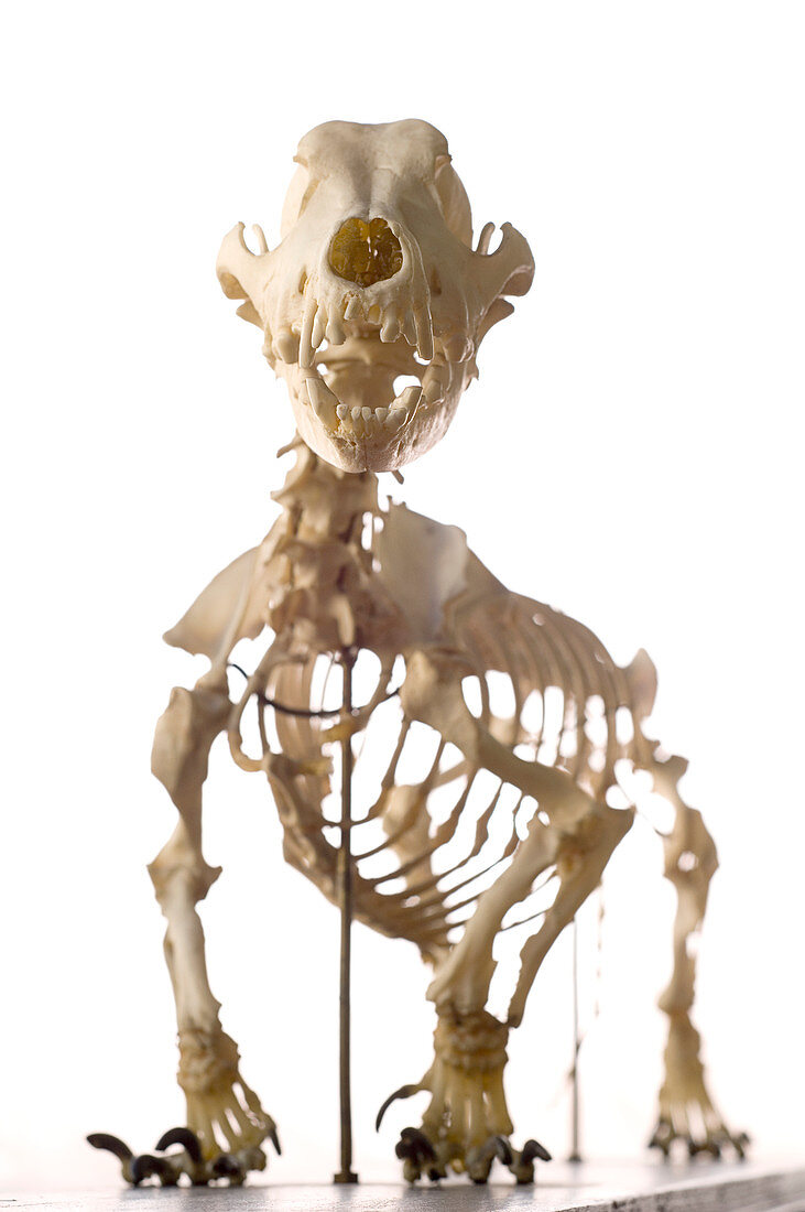 Dog skeleton