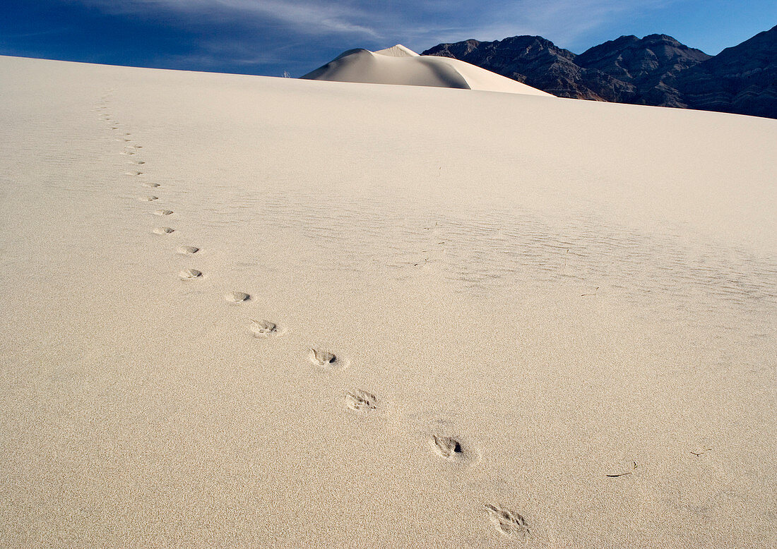 Coyote paw prints