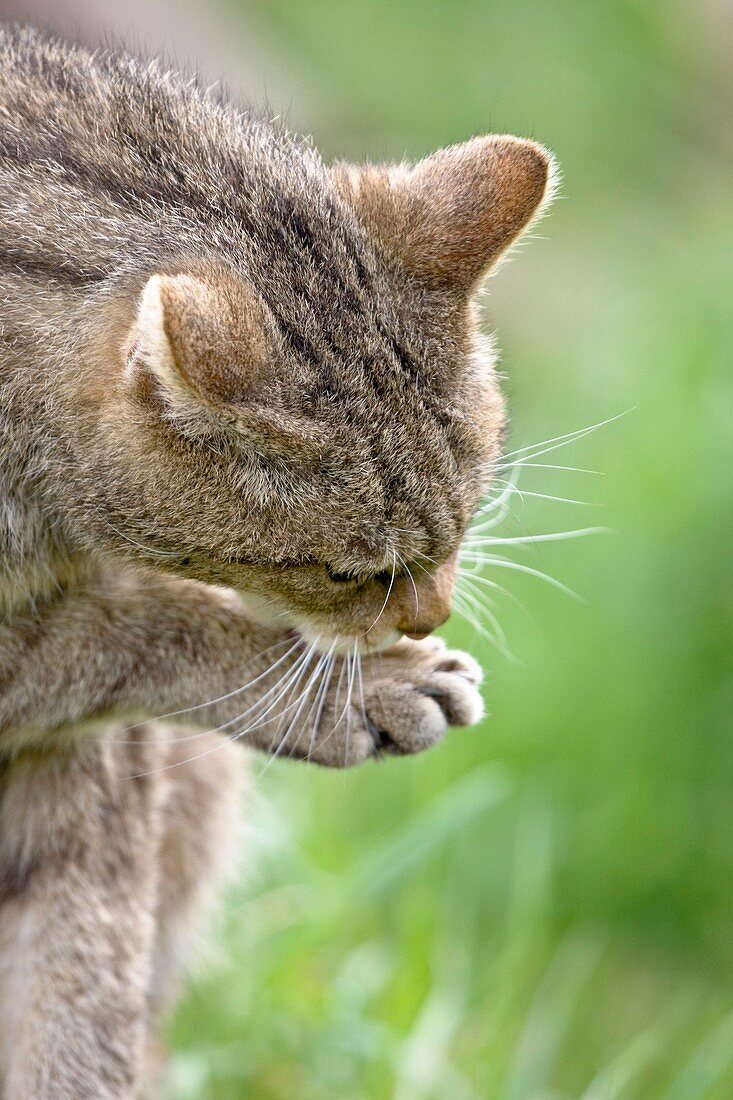 British wild cat licking its paw