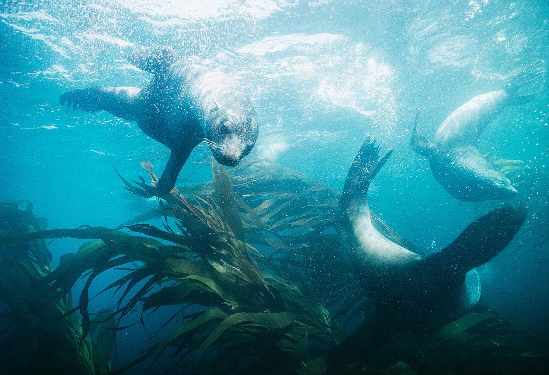 Southern fur seals