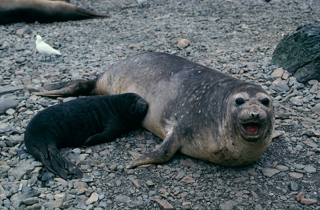 Southern elephant seal mother and pup