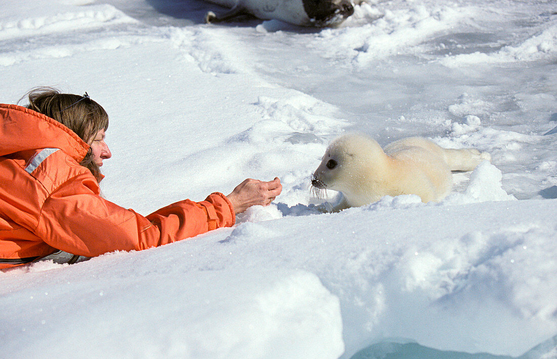 Tourist and harp seal pup