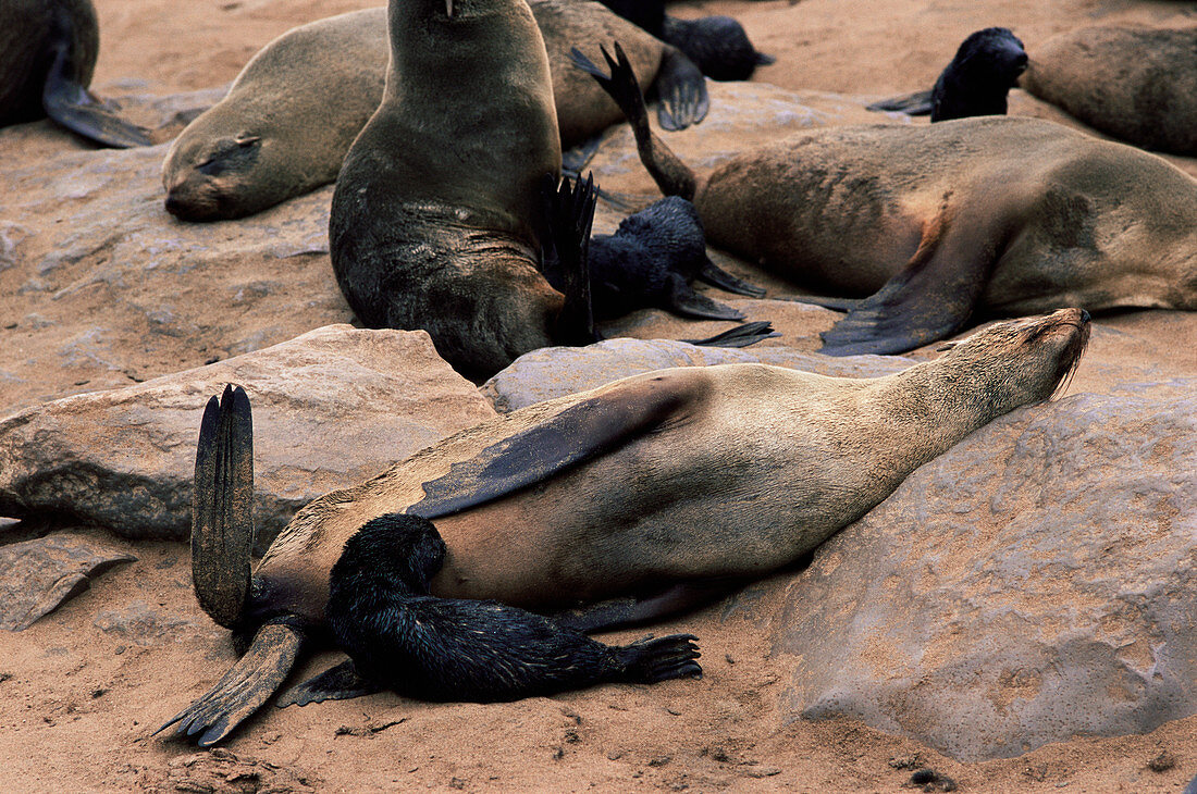 Cape Cross seals