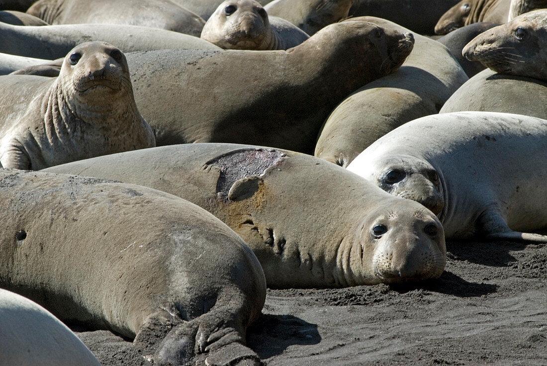 Northern elephant seals