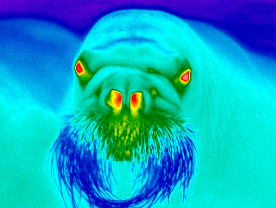 Walrus,thermogram