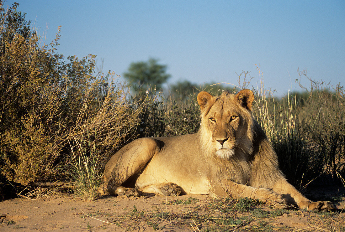 Male lion