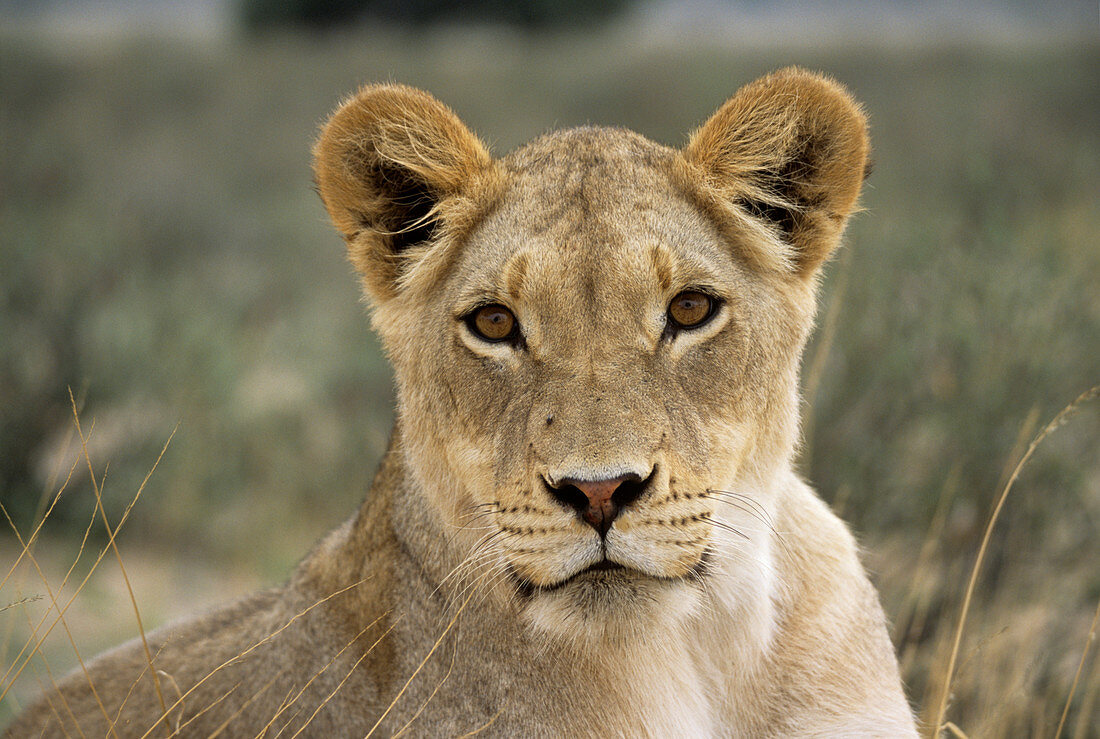 Lioness