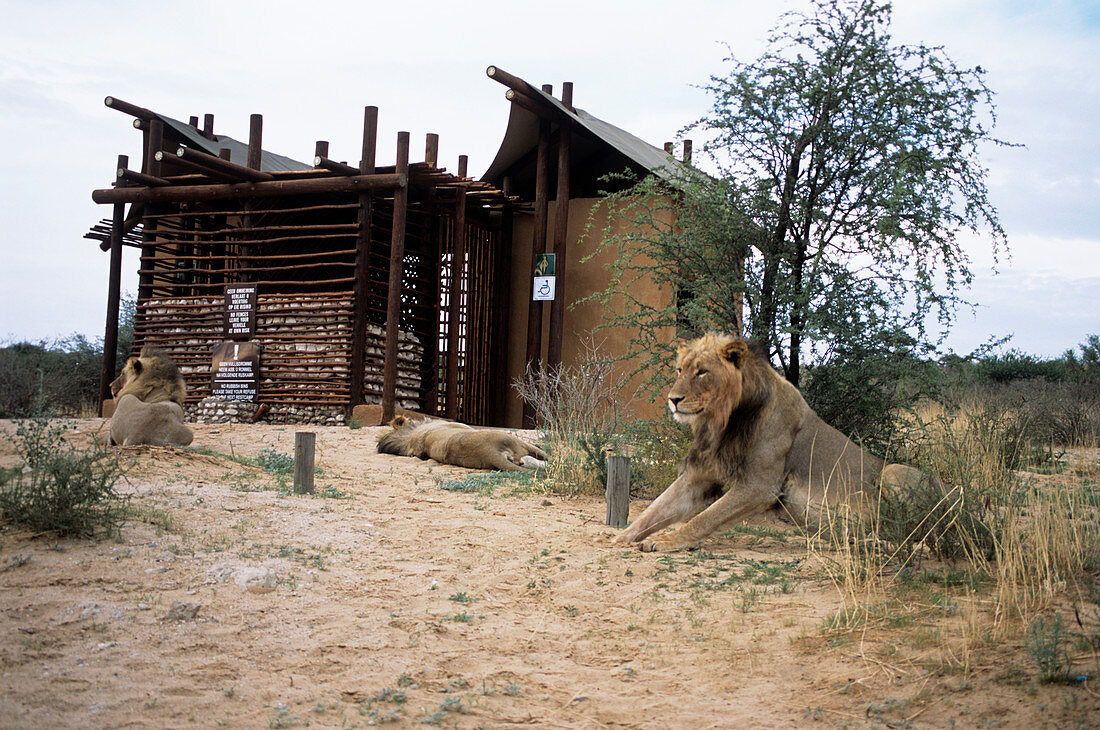 Male lions