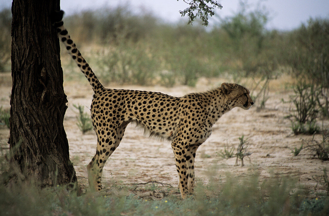 Cheetah scent marking