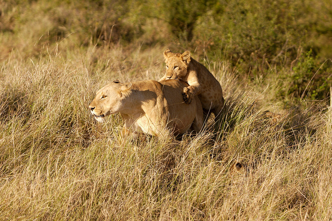 Lioness and cub