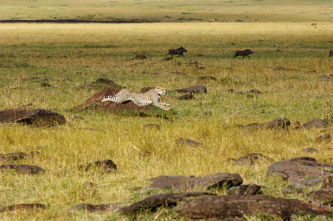 Cheetah hunting