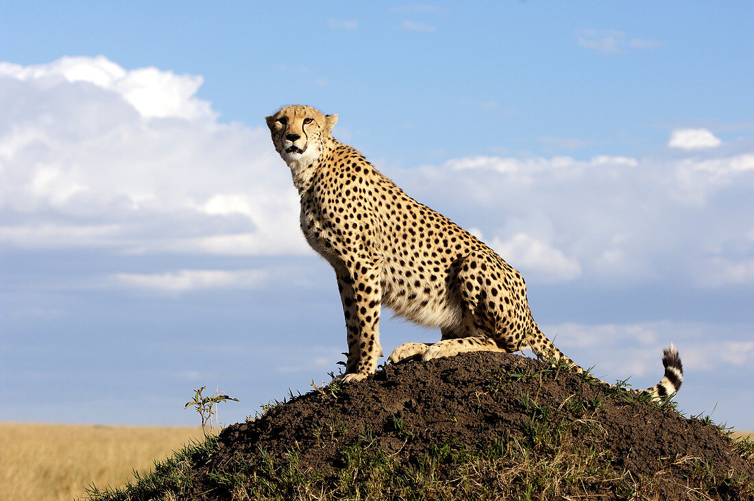 Cheetah