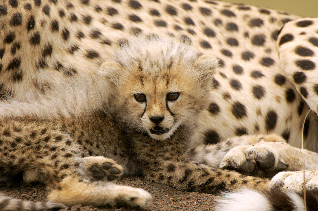 Cheetah cub