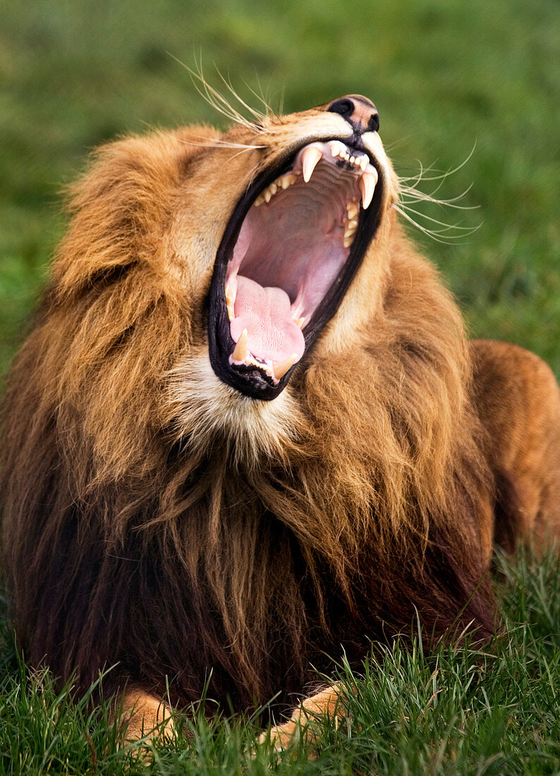 Yawning male lion