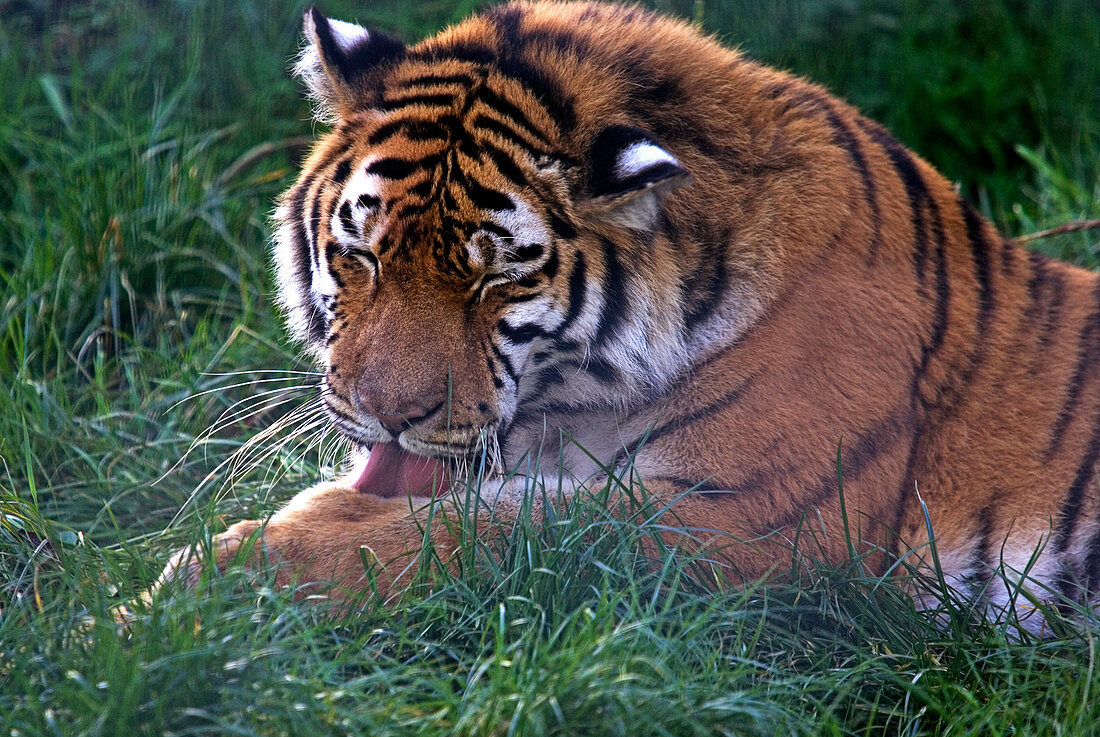Tiger grooming