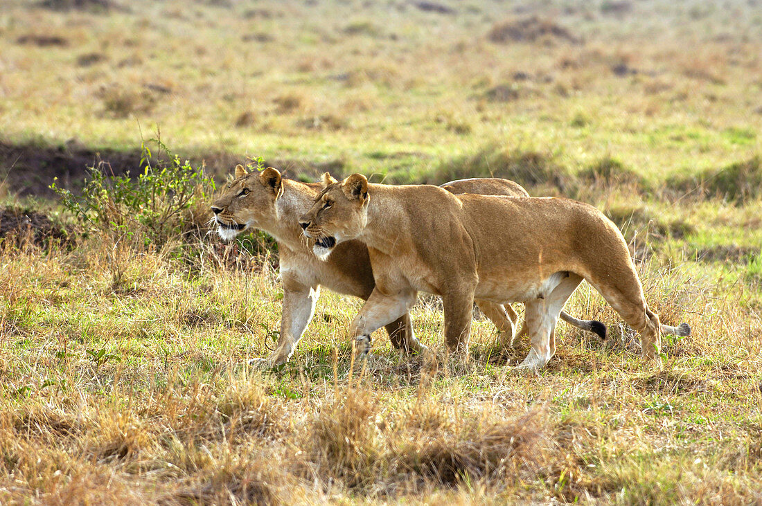 Lionesses